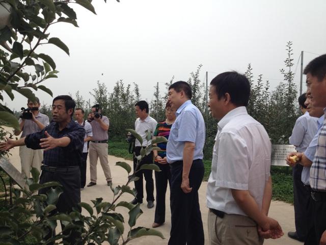 李丙智向乔军局长介绍矮化自根砧技术