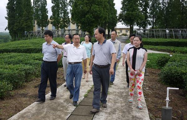 戴建昌处长等一行视察茶试站低产茶园改造技术示范地