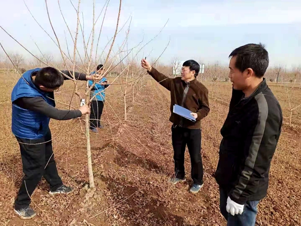 扶风元宝枫试验示范基地专家指导春季元宝枫田间管理工作_副本.jpg