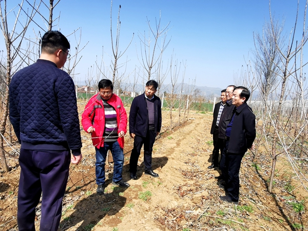 铜川果树试验示范站蔡宇良教授指导樱桃春季管理技术_副本.jpg