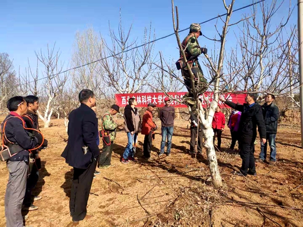 黄龙核桃试验示范基地专家开展春季核桃修剪培训_副本.jpg