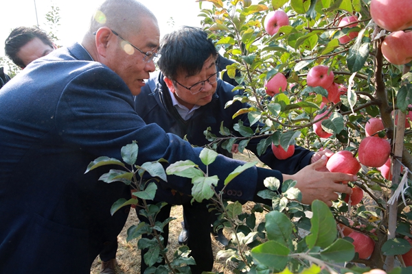 吴普特查看新池镇宋家庄产业园苹果新品种生产情况_副本.jpg