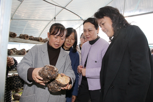 5赵敏娟一行在延安市宝塔区河庄坪镇调研食用菌产业发展情况.jpg