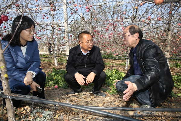 3我校专家在南沟村山地苹果果园现场指导.jpg